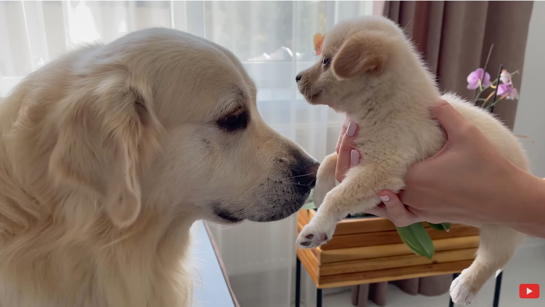 ゴールデンレトリーバー,動画