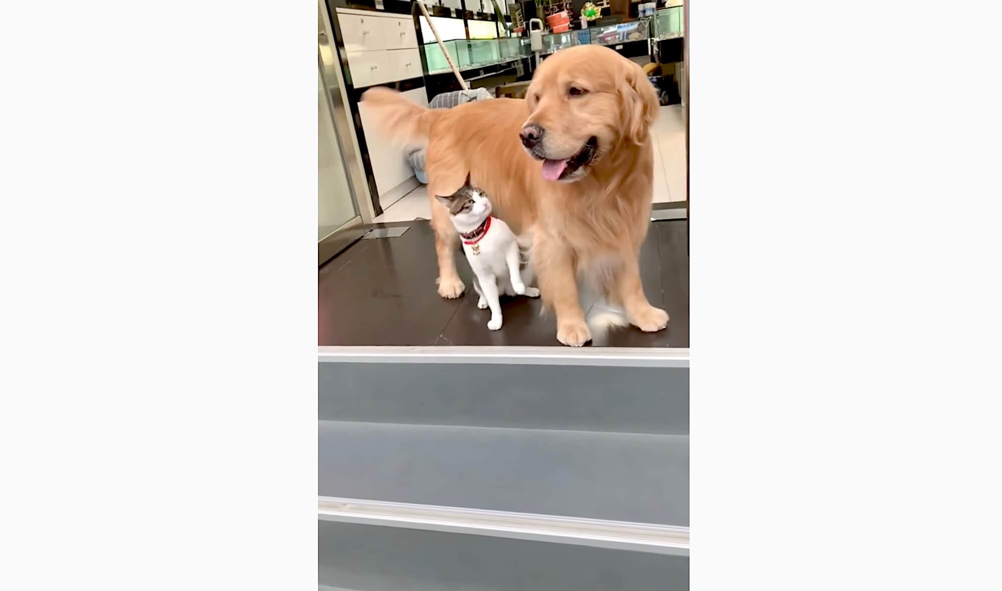 ゴールデンレトリーバー,動画