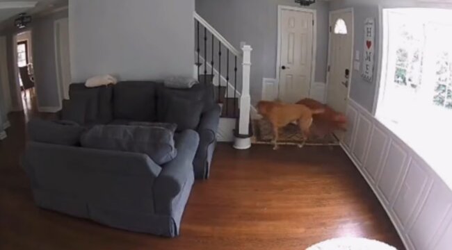 ゴールデンレトリーバー,動画