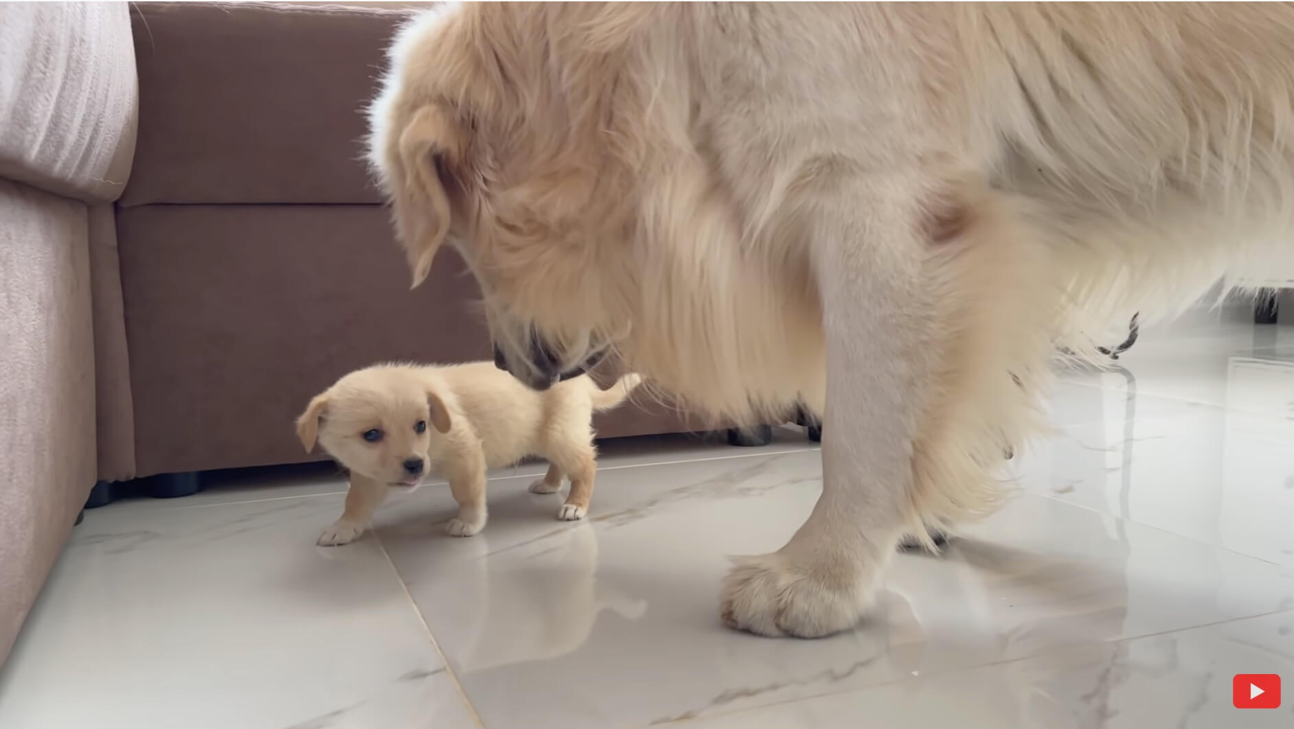 ゴールデンレトリーバー,動画