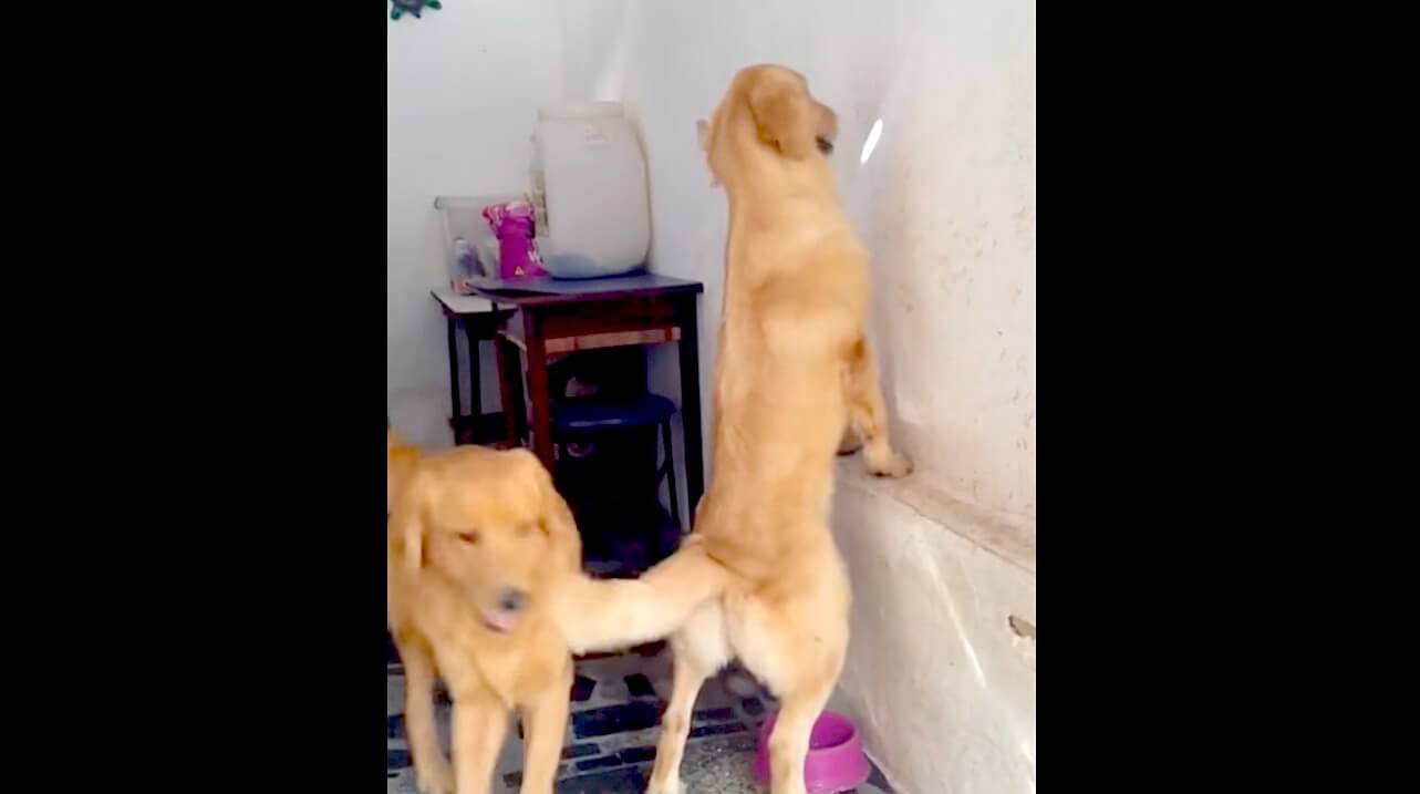 ラブラドールレトリーバー,動画
