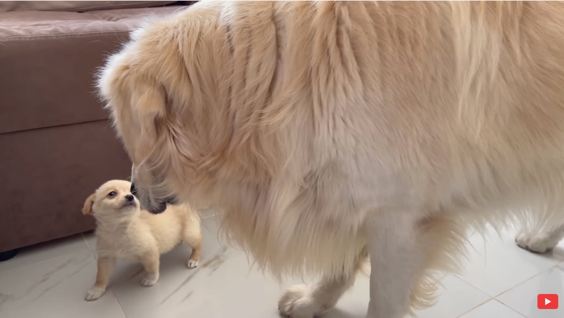 ゴールデンレトリーバー,動画