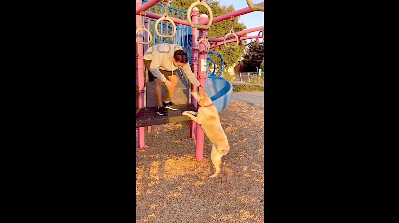 ラブラドールレトリーバー,動画