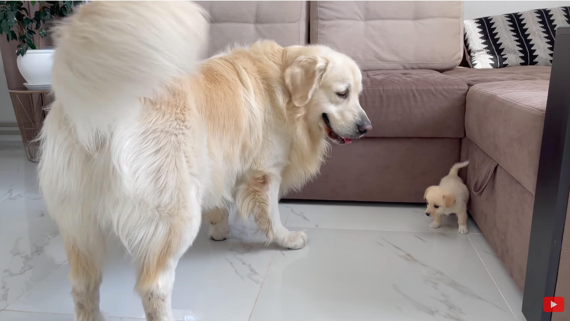 ゴールデンレトリーバー,動画