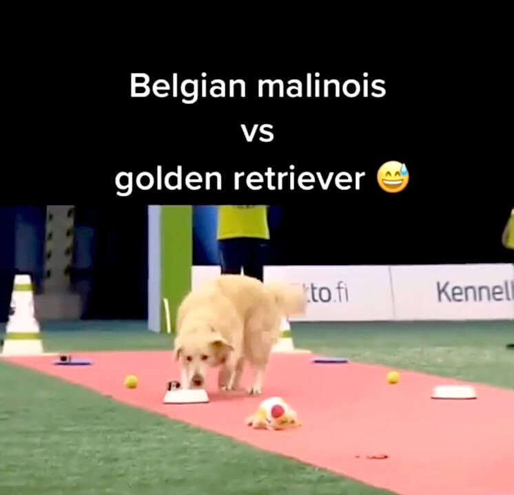 ゴールデンレトリーバー,動画