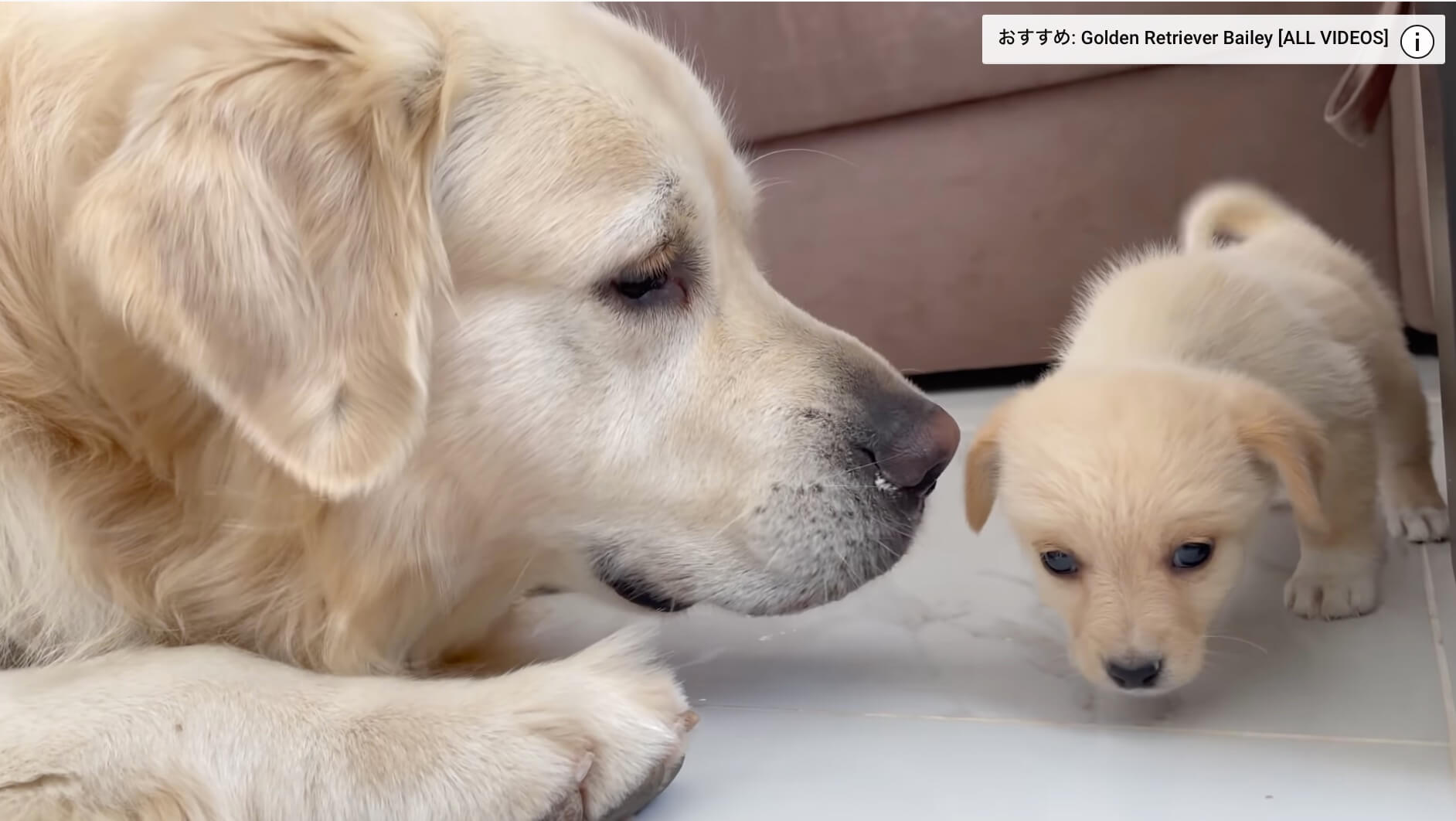 ゴールデンレトリーバー,動画
