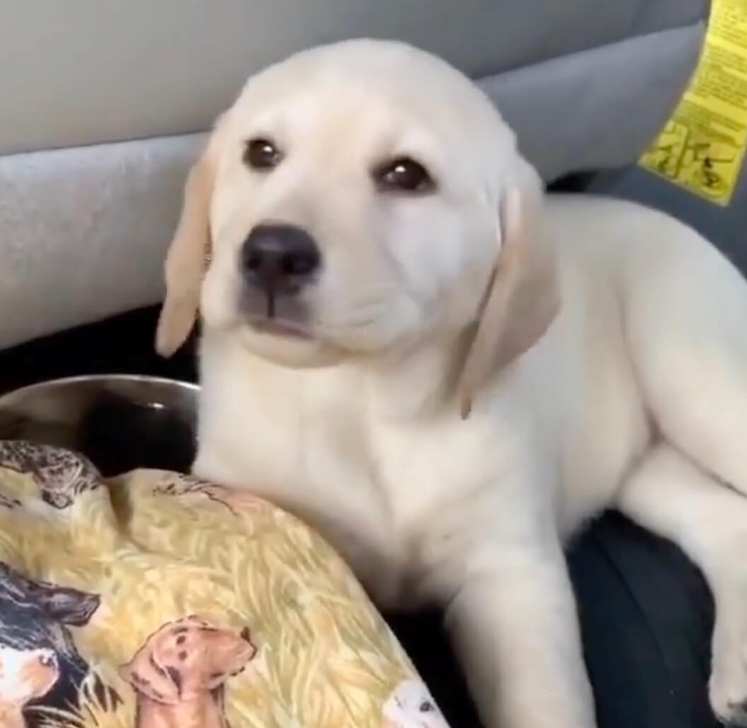 ラブラドールレトリーバー,動画