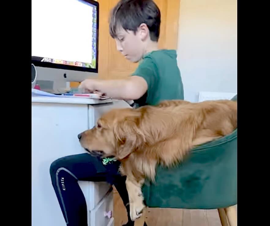 ゴールデンレトリーバー,動画