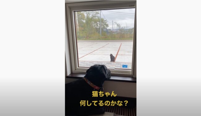 ラブラドールレトリーバー,動画