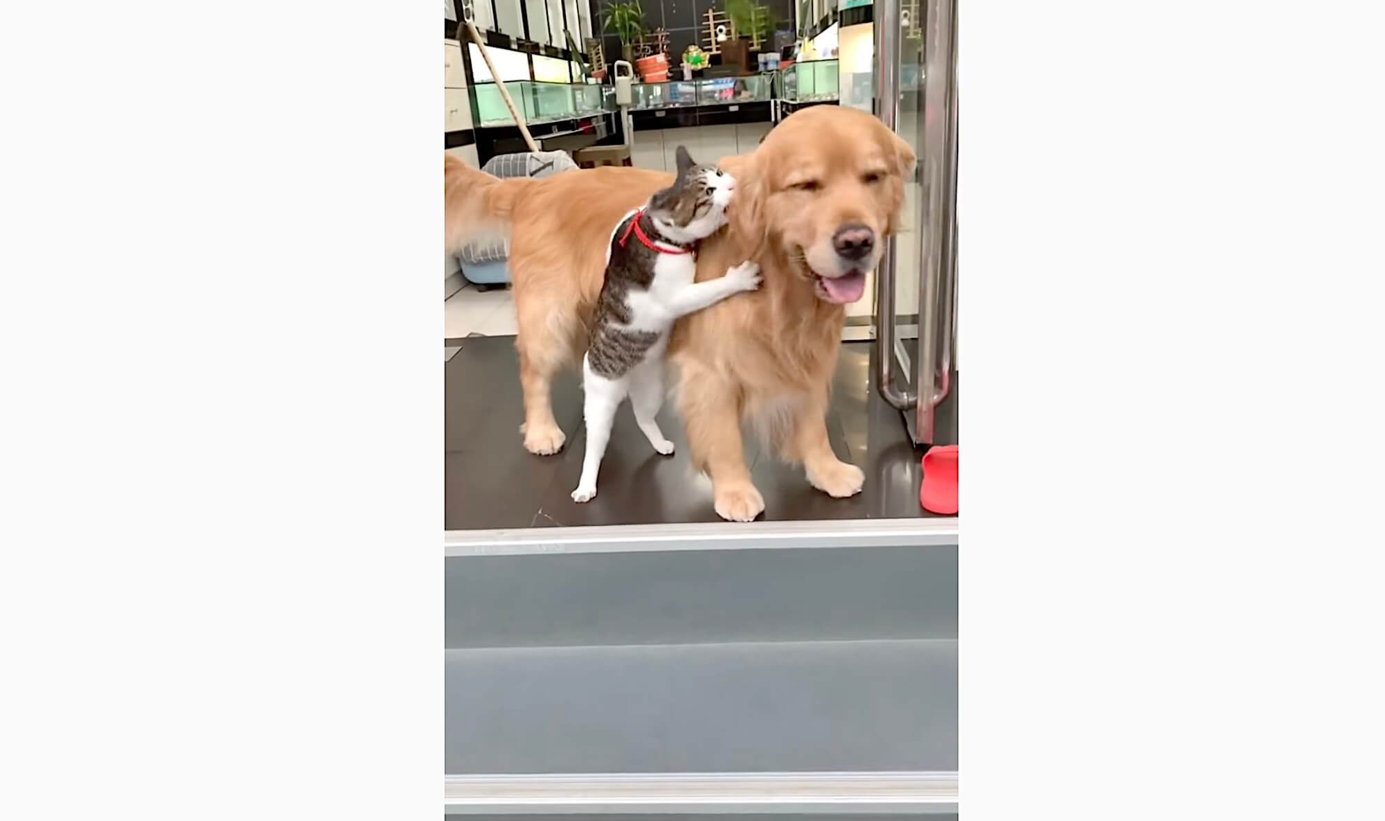 ゴールデンレトリーバー,動画