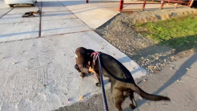 ラブラドールレトリーバー,動画