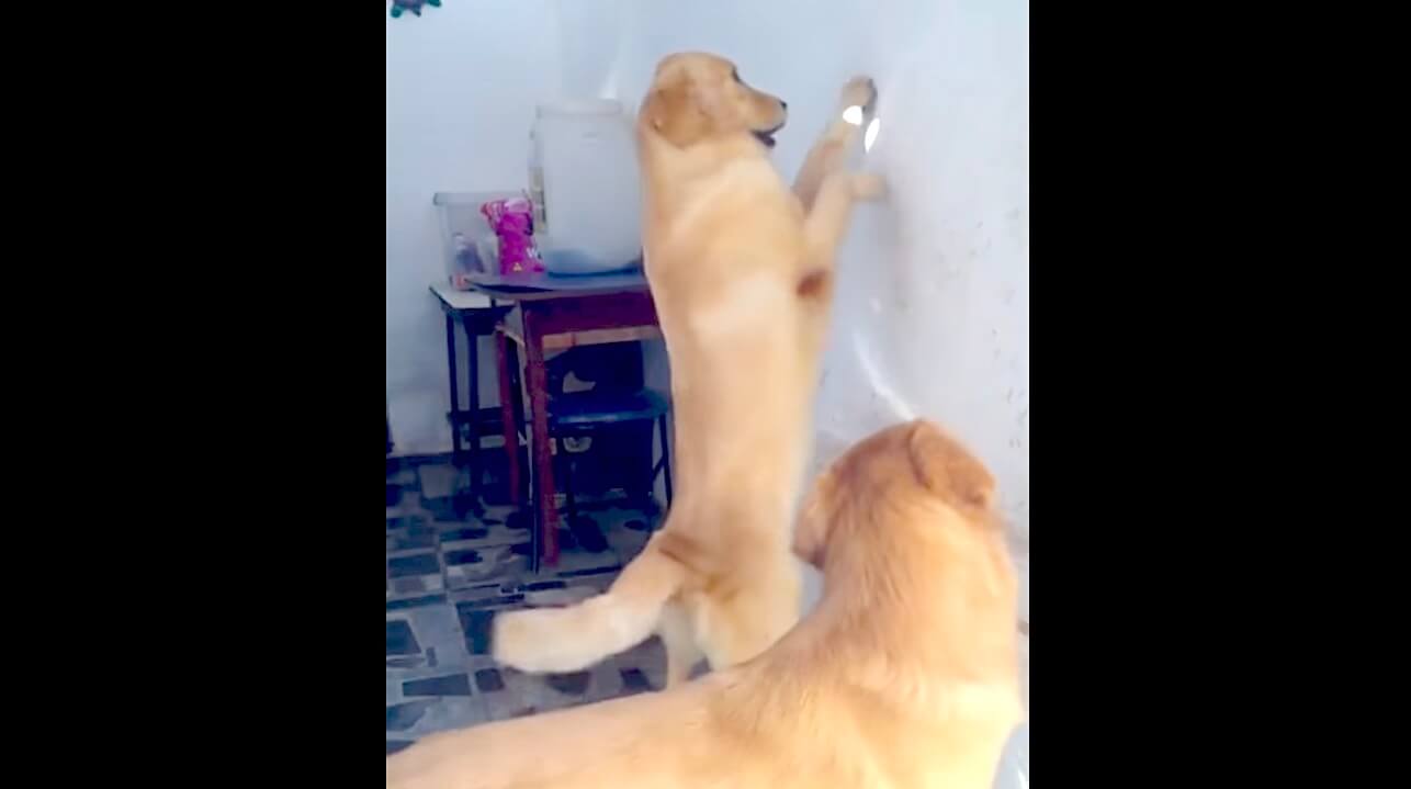 ラブラドールレトリーバー,動画