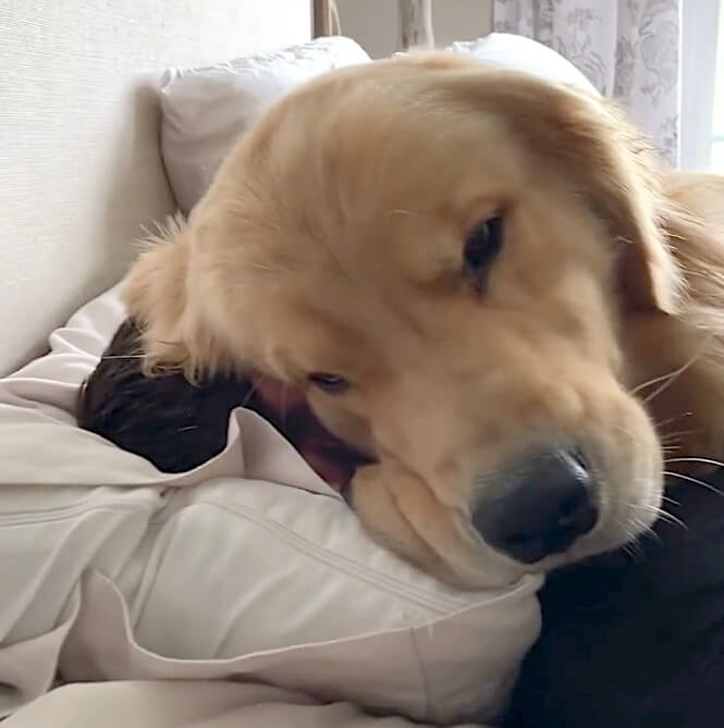 ゴールデンレトリーバー,動画