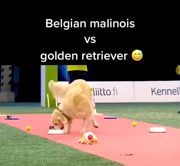 ゴールデンレトリーバー,動画