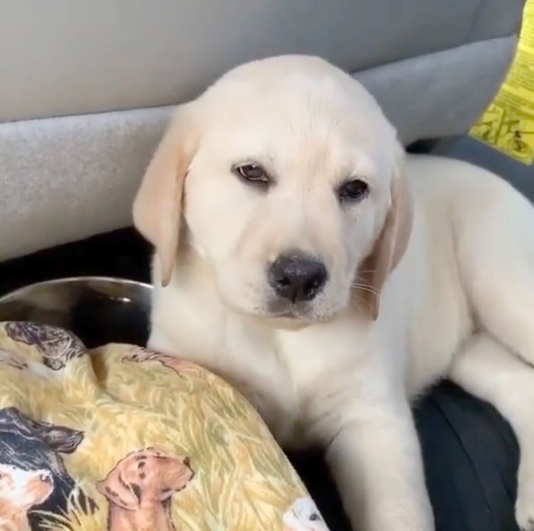 ラブラドールレトリーバー,動画