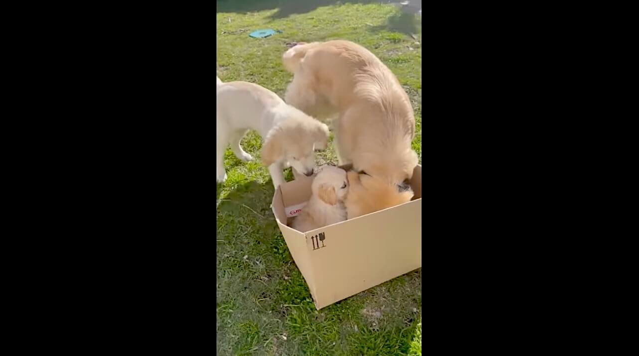 ゴールデンレトリーバー,動画