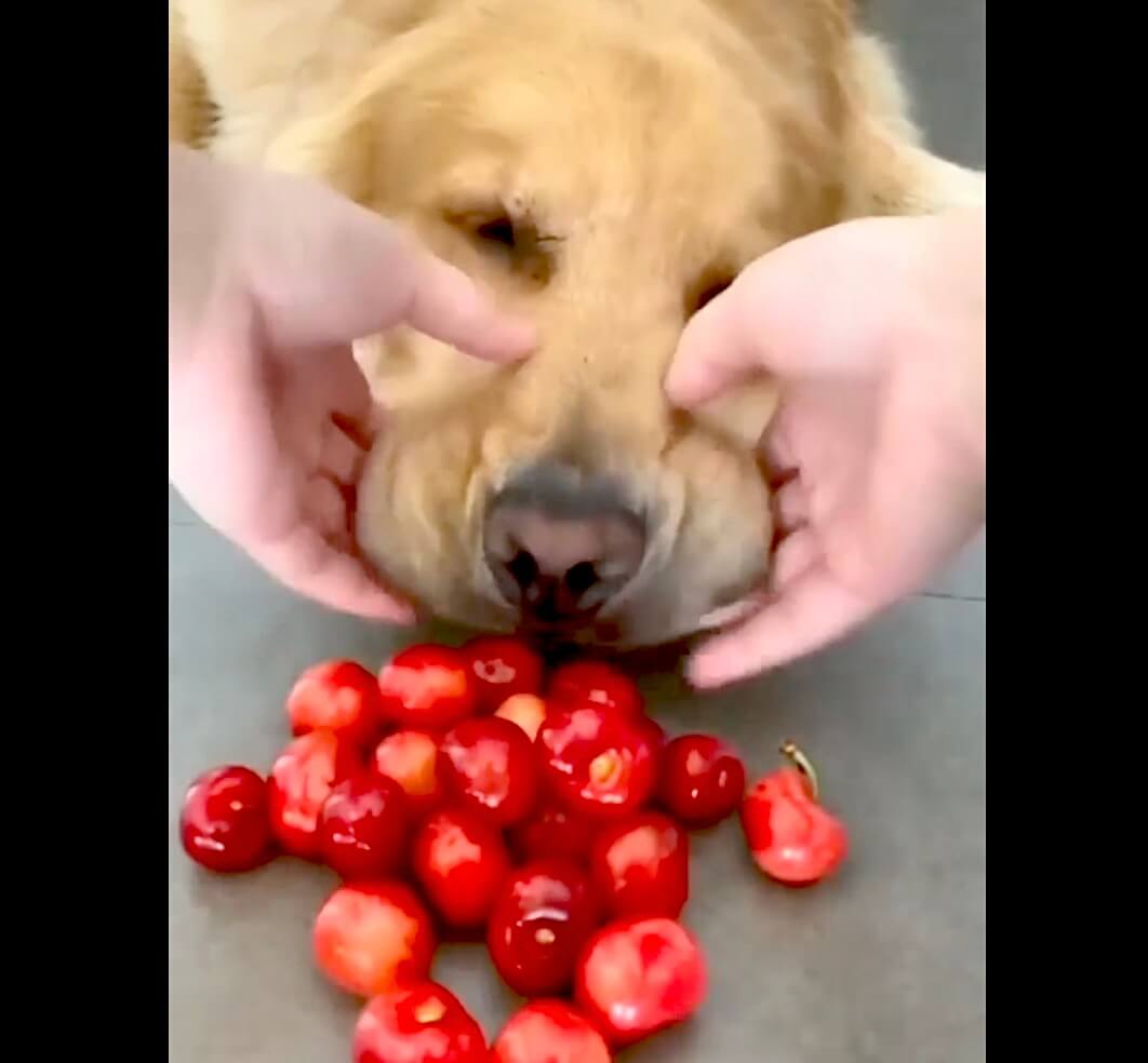 ゴールデンレトリーバー,動画