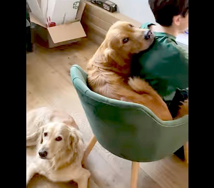 ゴールデンレトリーバー,動画