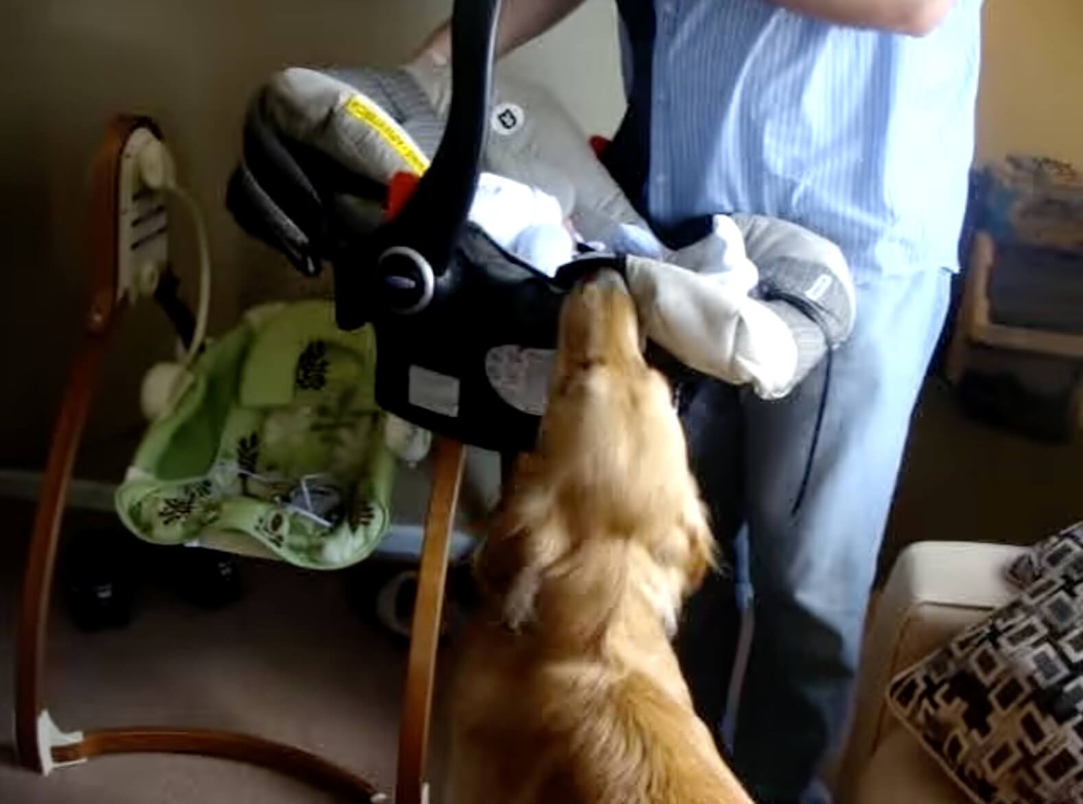 ゴールデンレトリーバー,動画