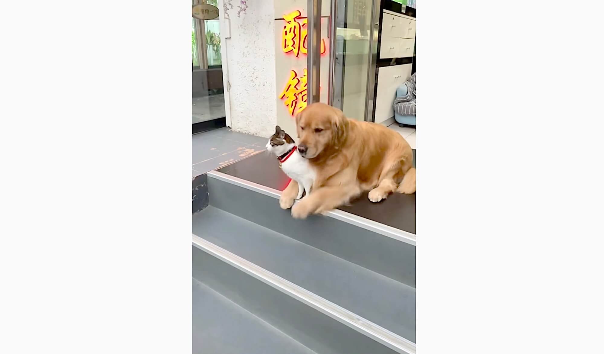 ゴールデンレトリーバー,動画