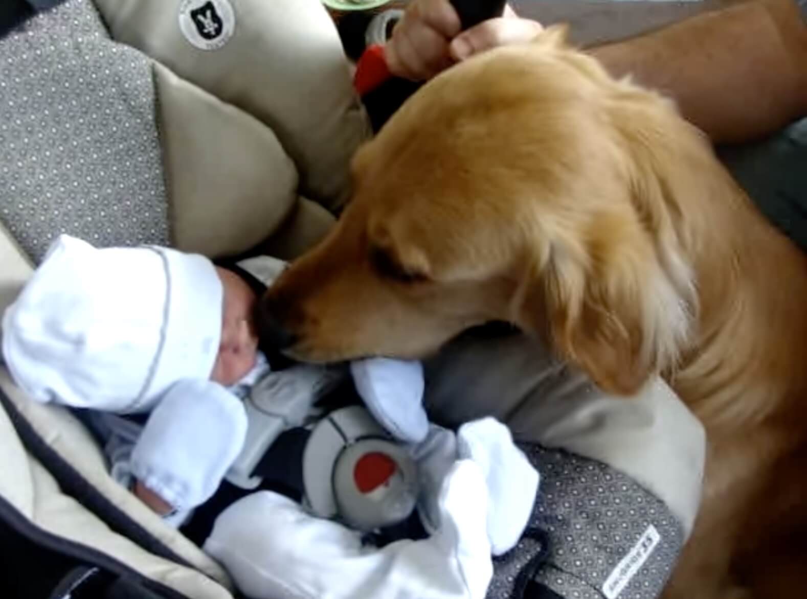 ゴールデンレトリーバー,動画