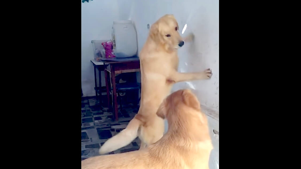 ラブラドールレトリーバー,動画