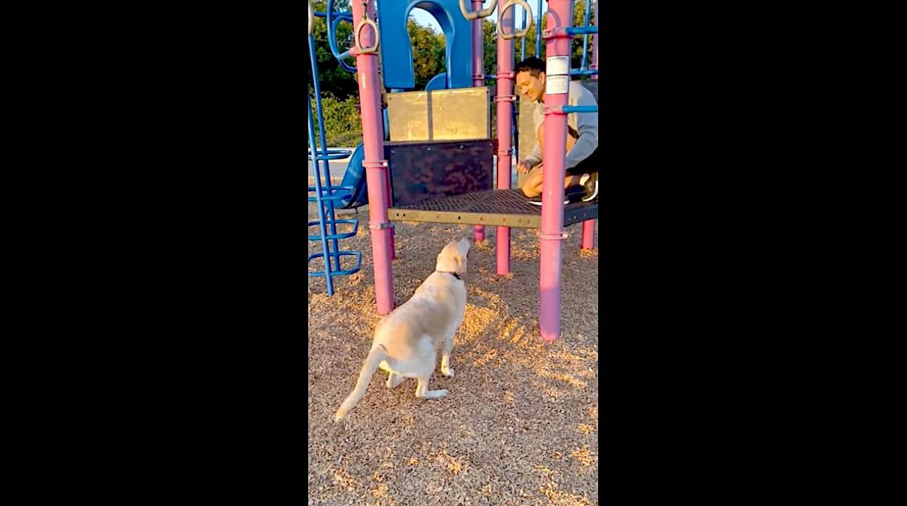 ラブラドールレトリーバー,動画