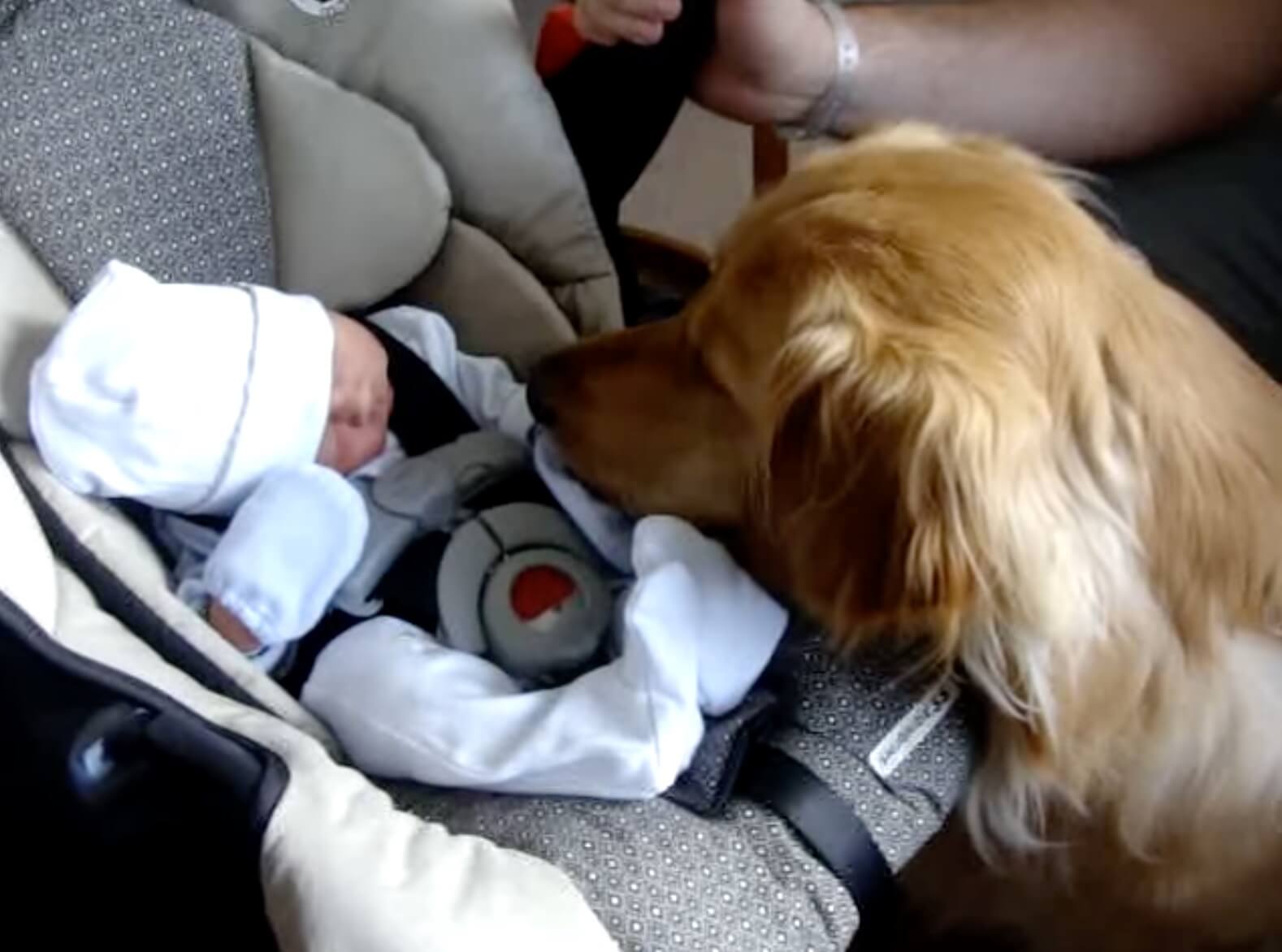 ゴールデンレトリーバー,動画