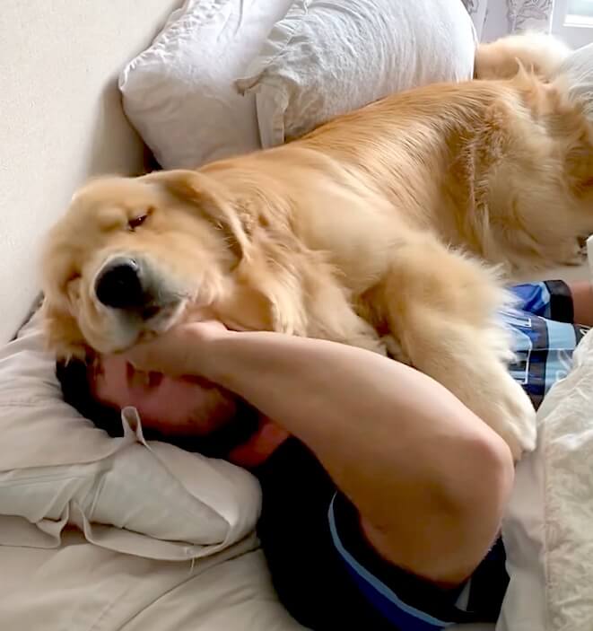 ゴールデンレトリーバー,動画