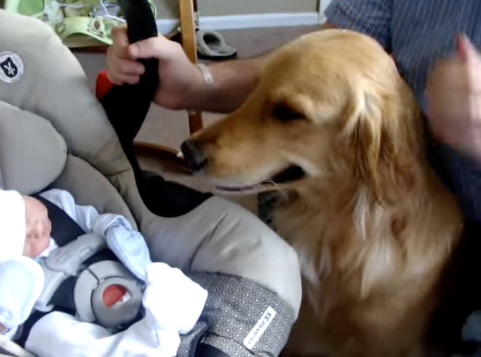 ゴールデンレトリーバー,動画