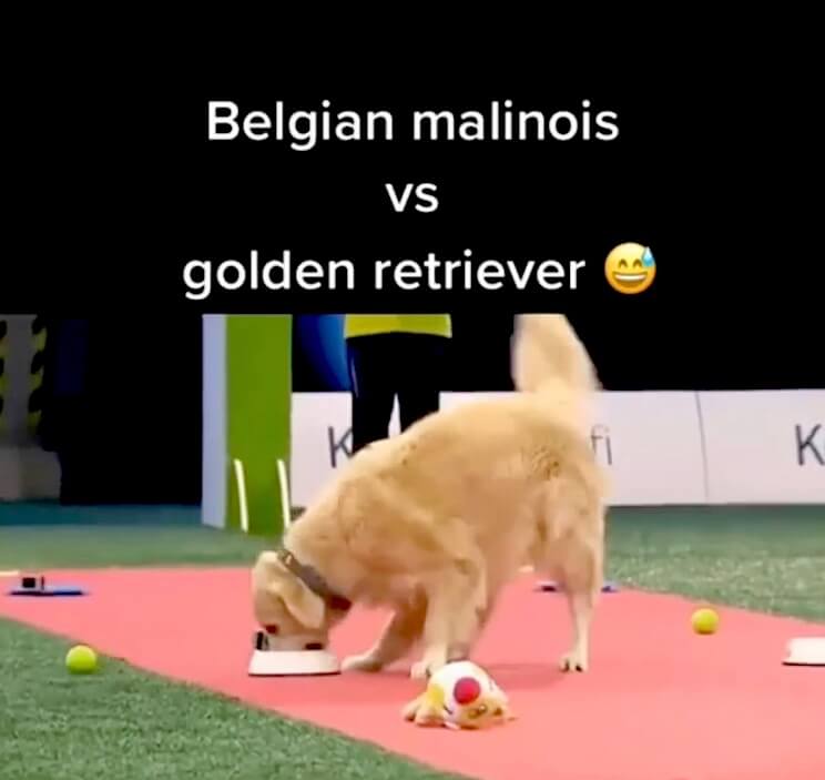 ゴールデンレトリーバー,動画