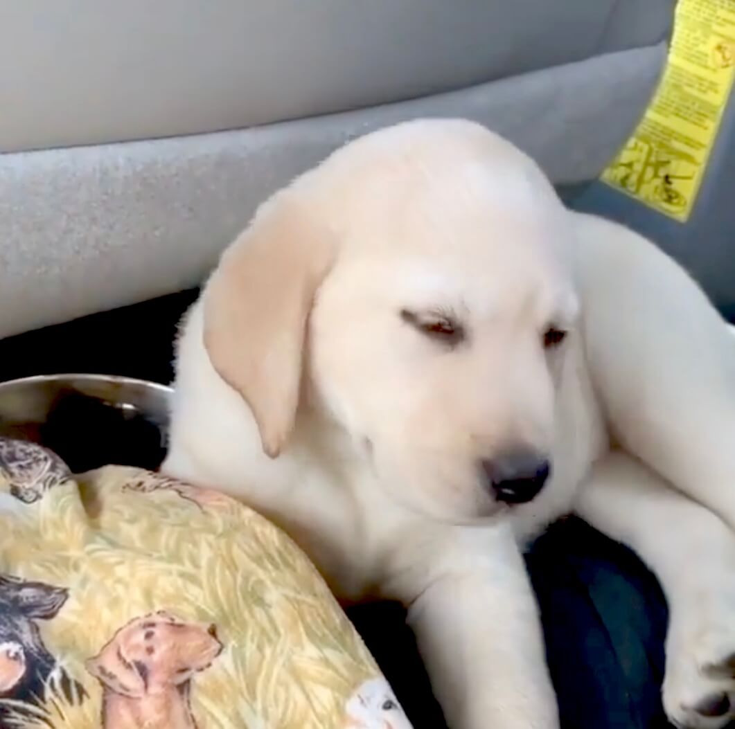 ラブラドールレトリーバー,動画