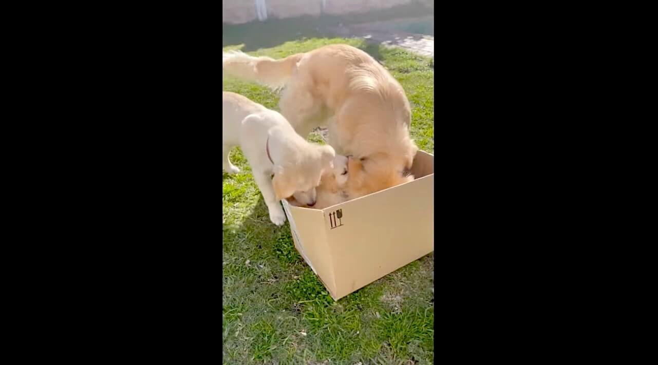 ゴールデンレトリーバー,動画