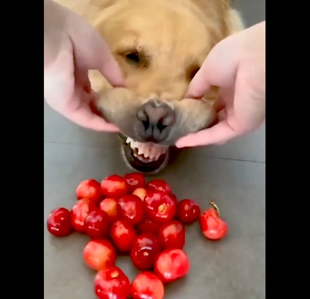 ゴールデンレトリーバー,動画