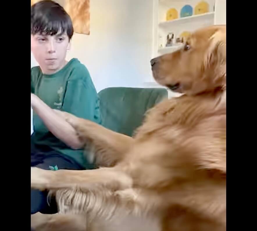 ゴールデンレトリーバー,動画