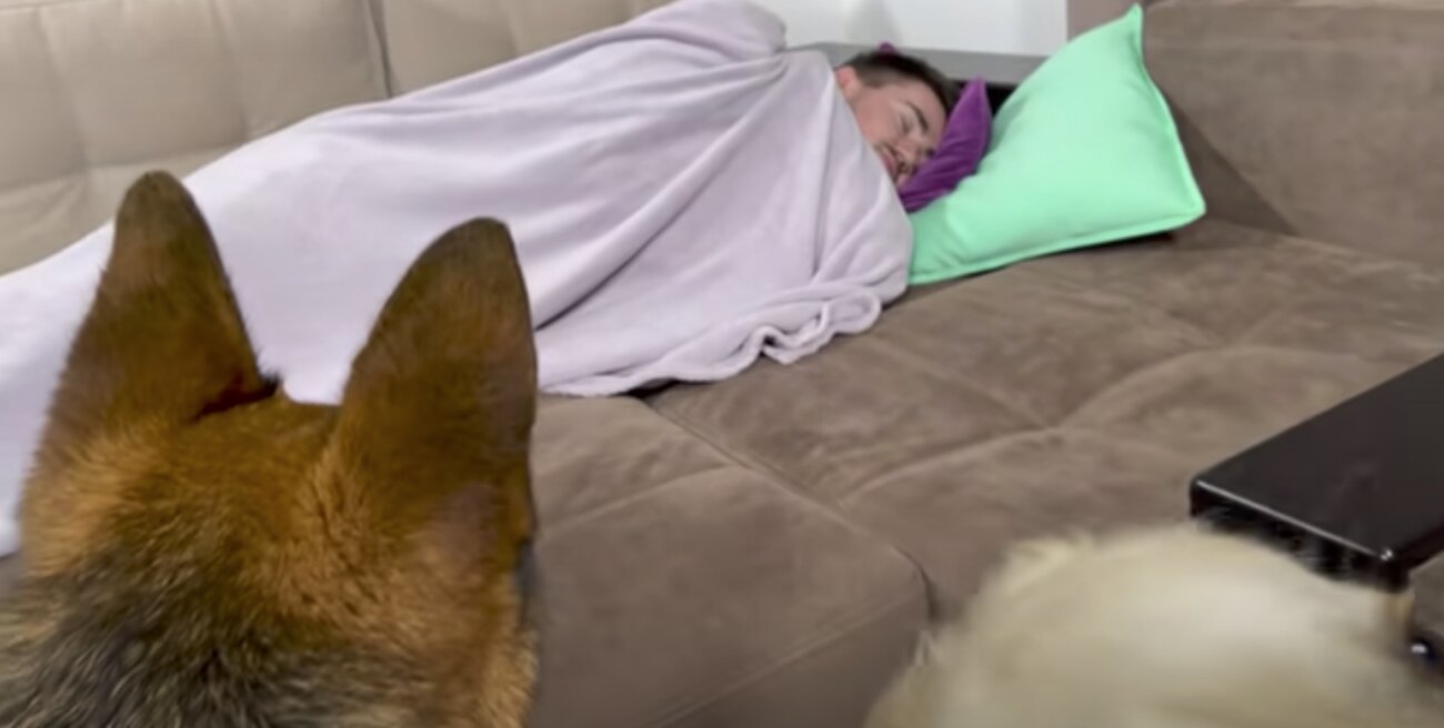 ゴールデンレトリーバー,動画