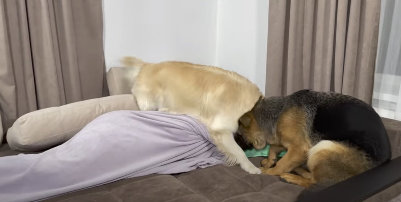 ゴールデンレトリーバー,動画