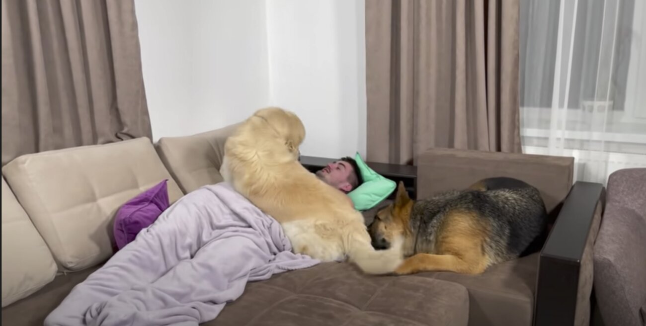 ゴールデンレトリーバー,動画