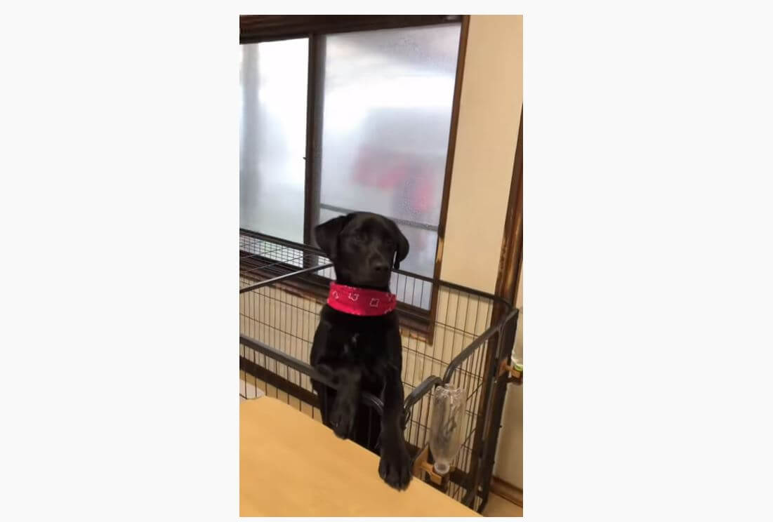 ラブラドールレトリーバー,動画