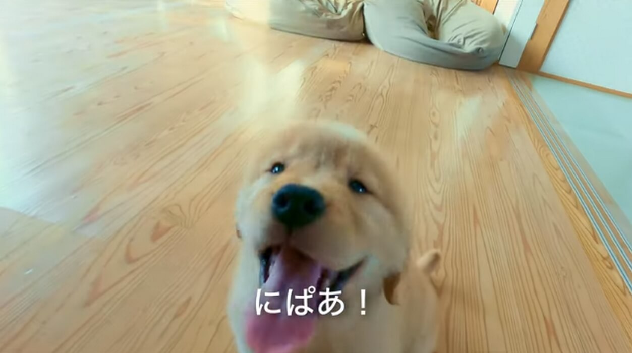 ゴールデンレトリーバー,動画