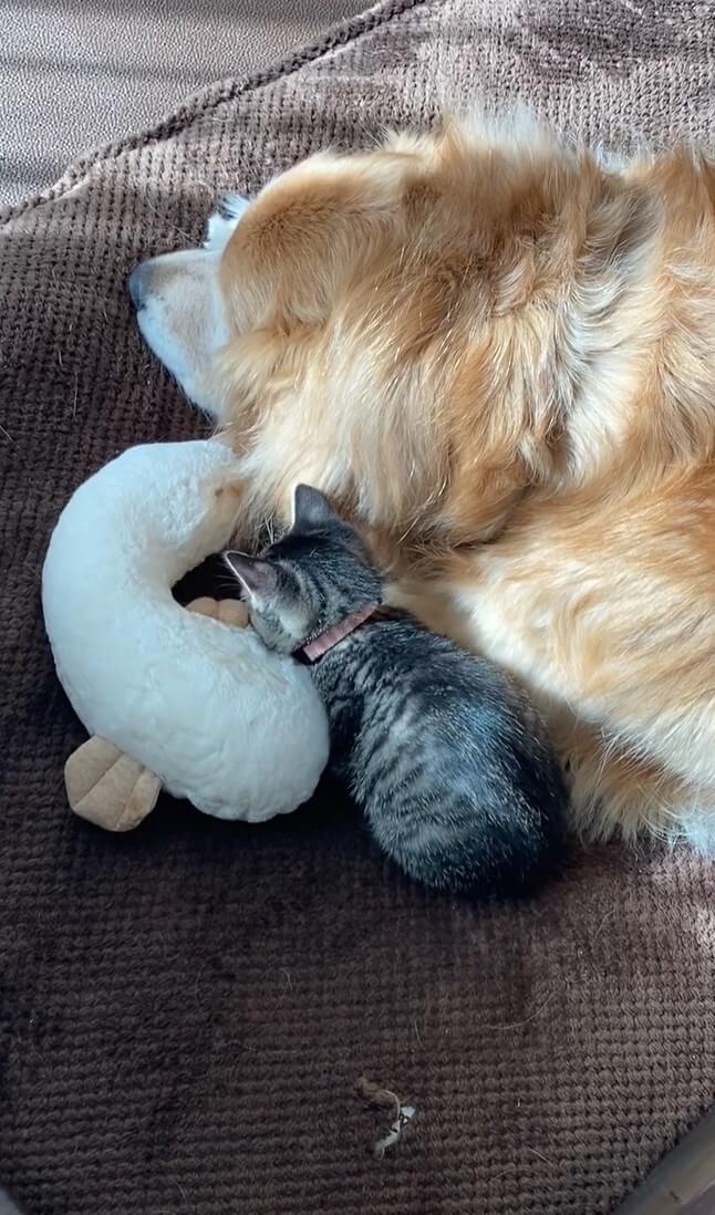 ゴールデンレトリーバー,動画