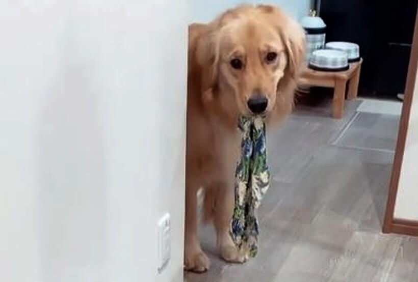 ゴールデンレトリーバー,動画