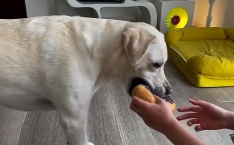 ラブラドールレトリーバー,動画