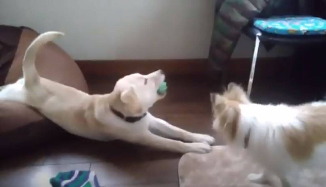 ラブラドールレトリーバー,動画