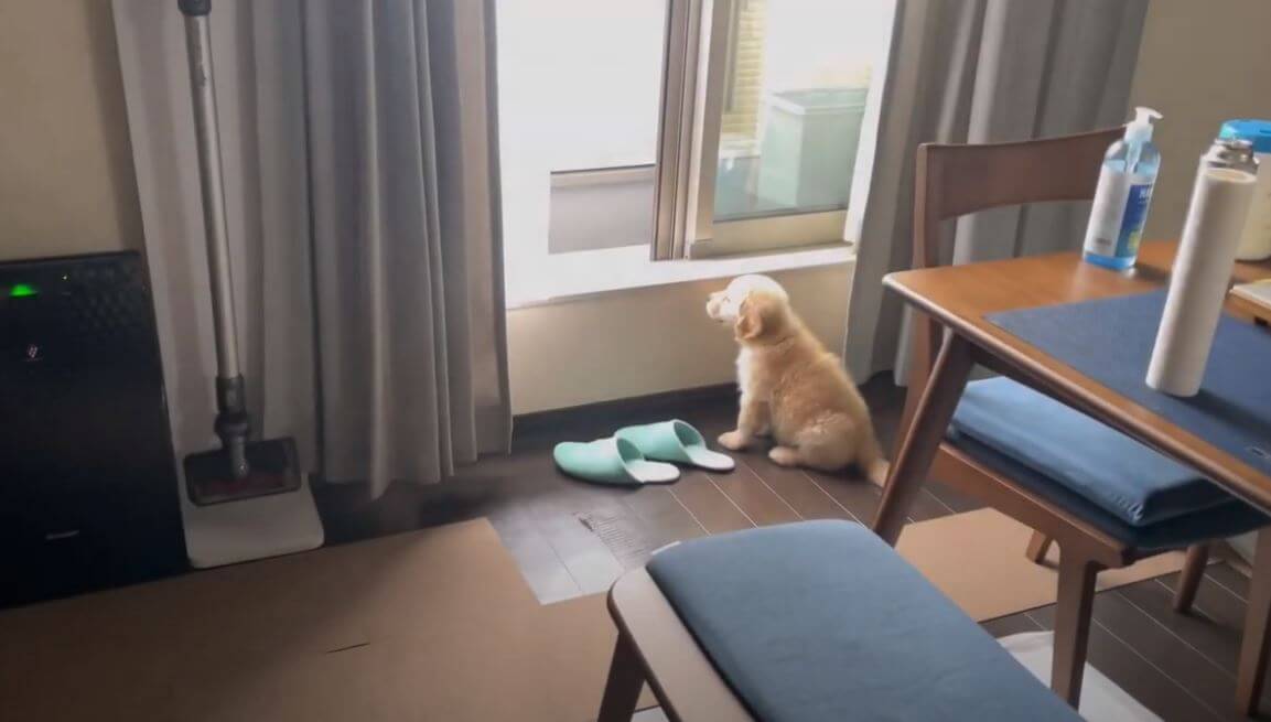 ゴールデンレトリーバー,動画