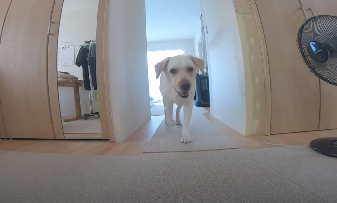 ラブラドールレトリーバー,動画