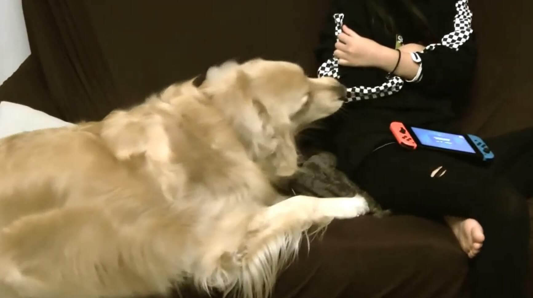 ゴールデンレトリーバー,動画