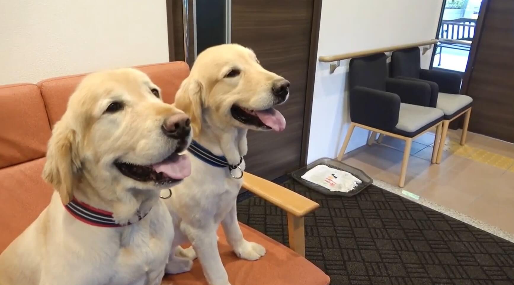 ゴールデンレトリーバー,動画