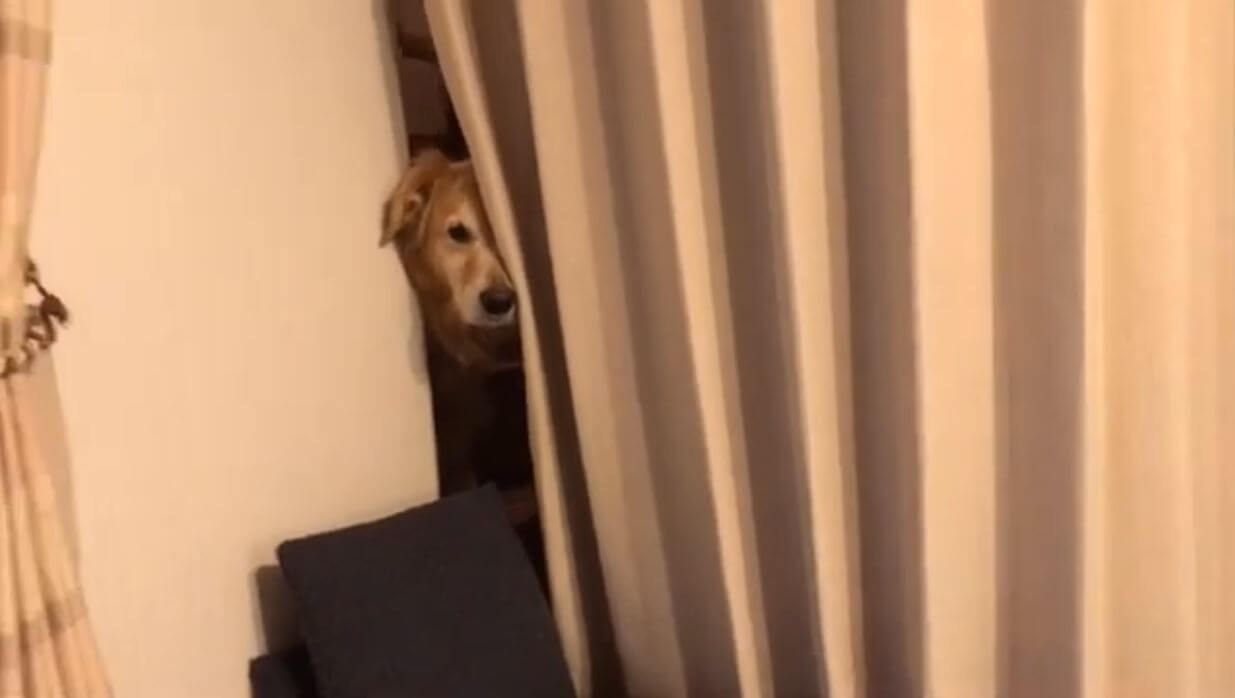 ゴールデンレトリーバー,動画