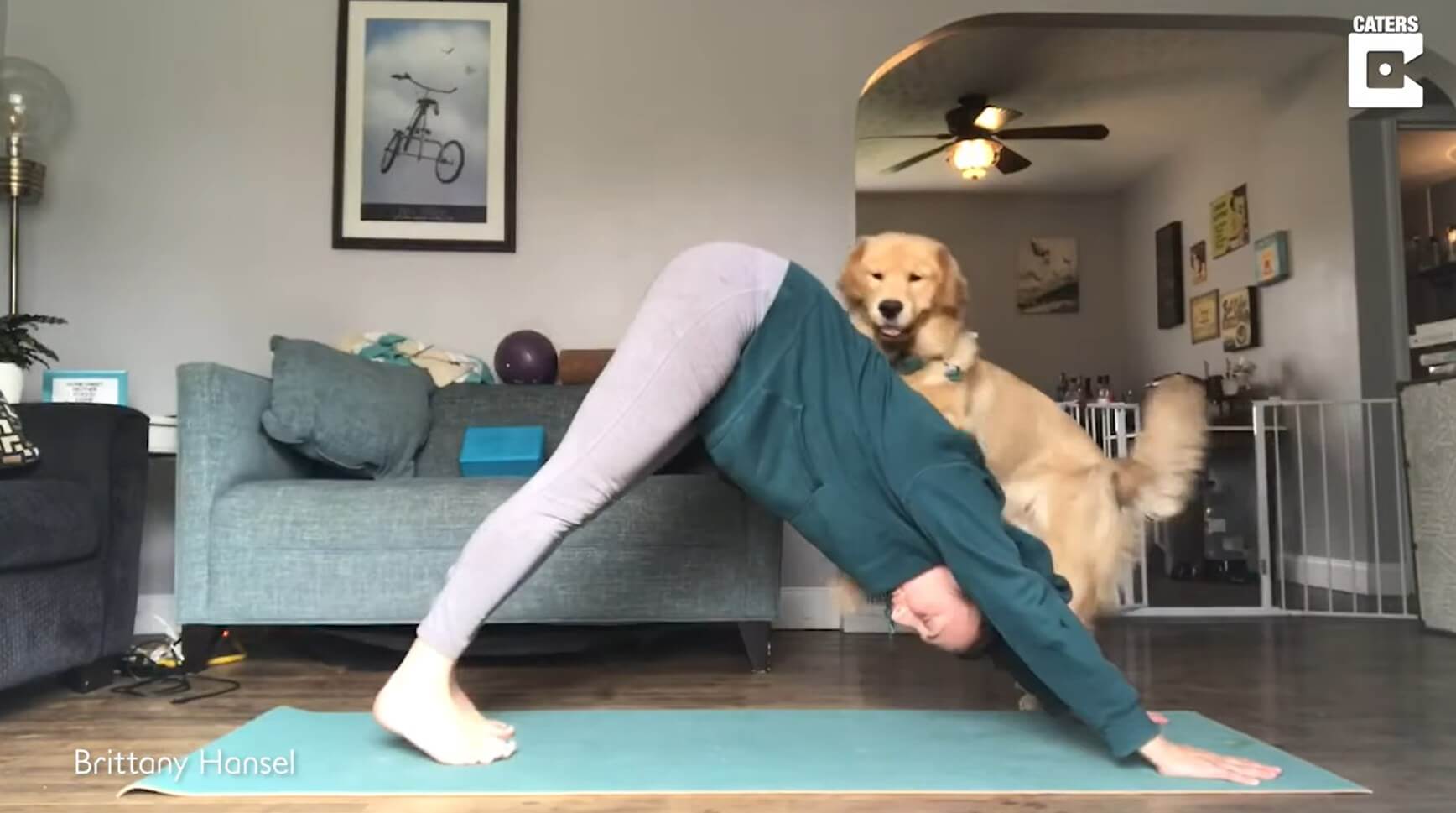 ゴールデンレトリーバー,動画